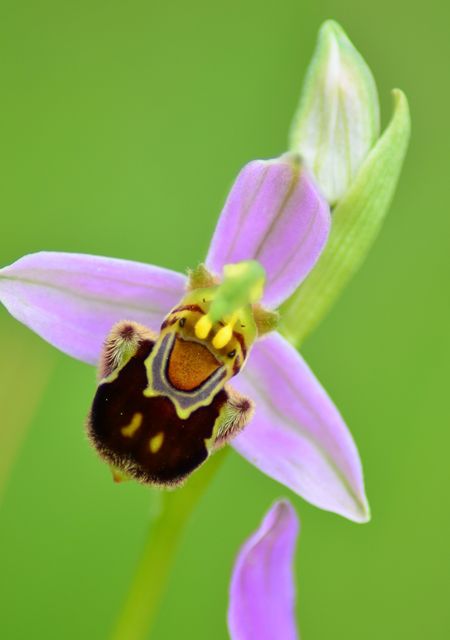 Ophrys apifera